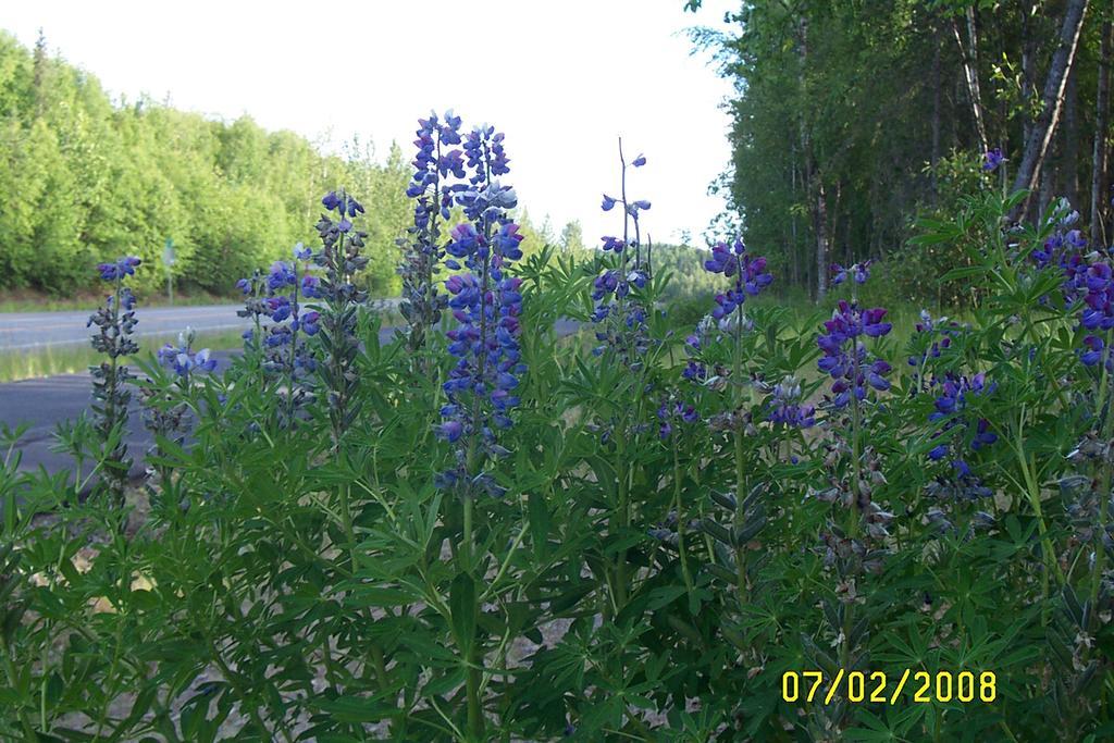 Grace And Bill'S Freedom Hills B&B Talkeetna Zewnętrze zdjęcie