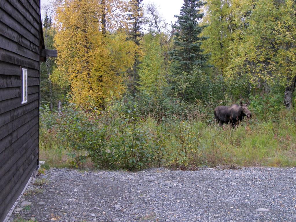 Grace And Bill'S Freedom Hills B&B Talkeetna Zewnętrze zdjęcie